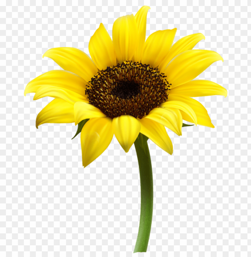 beautiful sunflower transparent