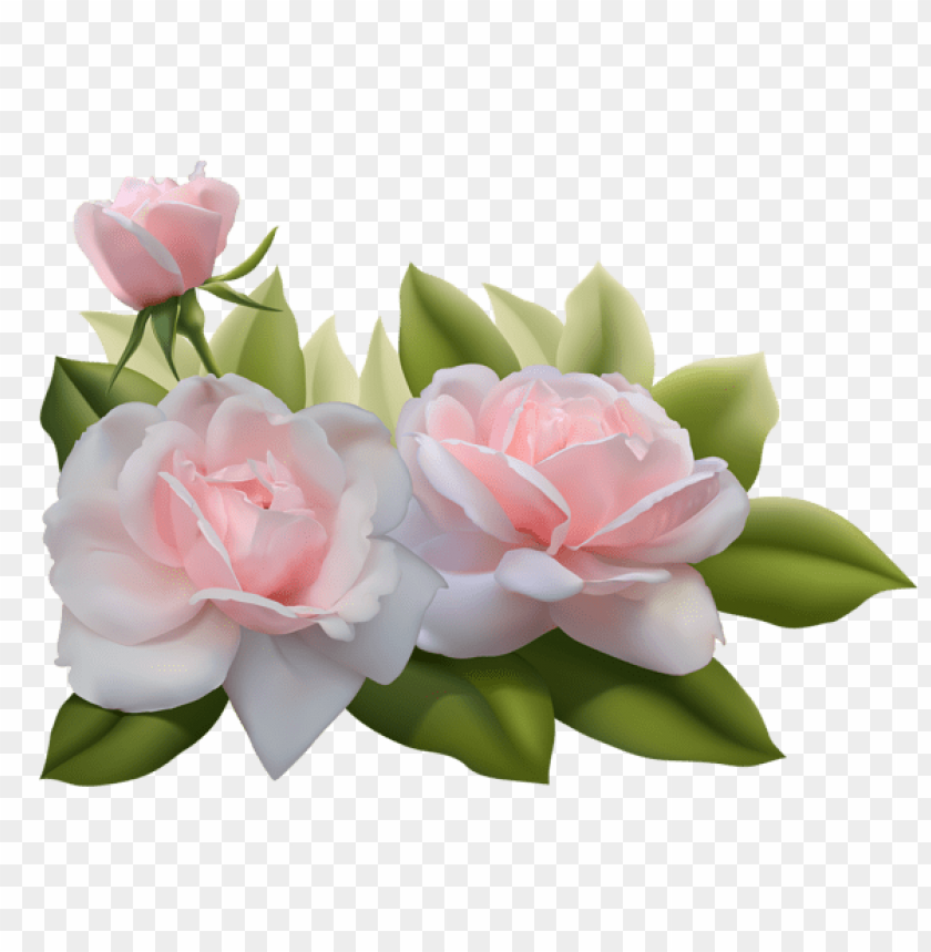 beautiful three pink roses