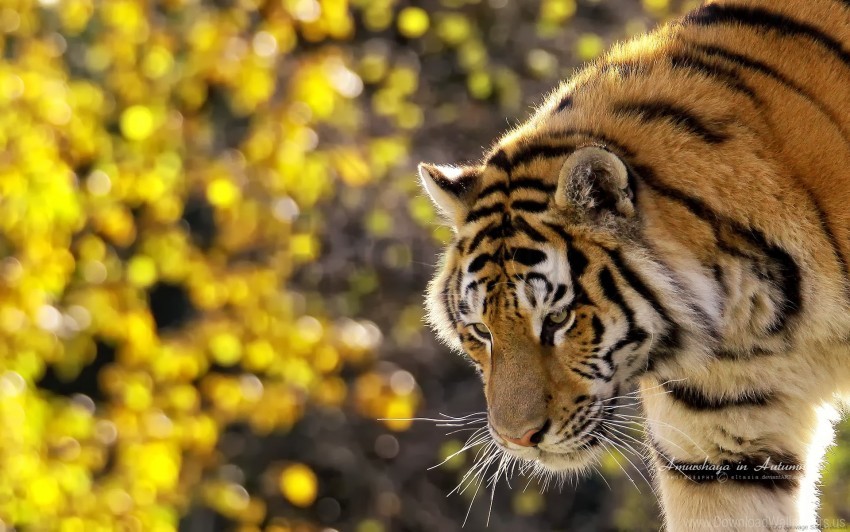 Beautiful Tiger Wallpaper Background Best Stock Photos Toppng