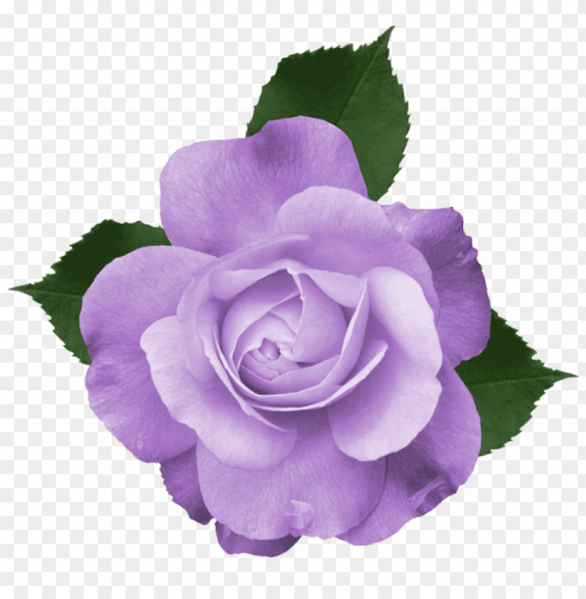 beautiful transparent lilac rose