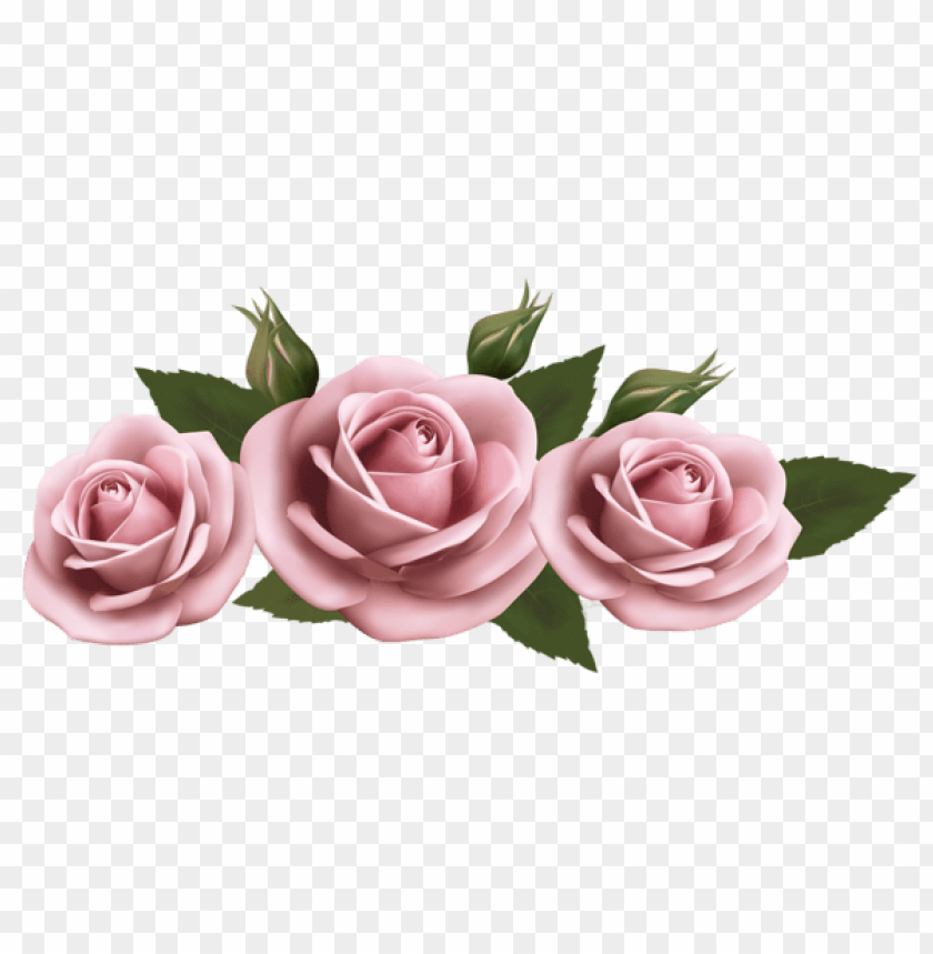 beautiful transparent pink roses