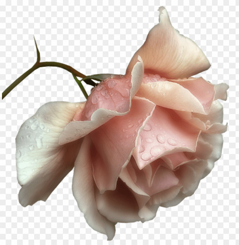 beautiful transparent rose