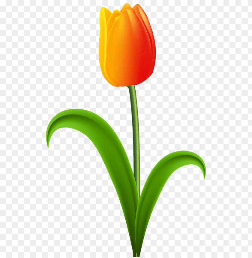 Download Beautiful Tulip Png Images Background | TOPpng