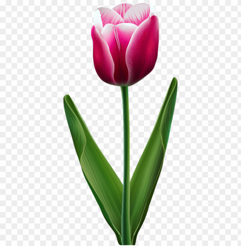 beautiful tulip transparent