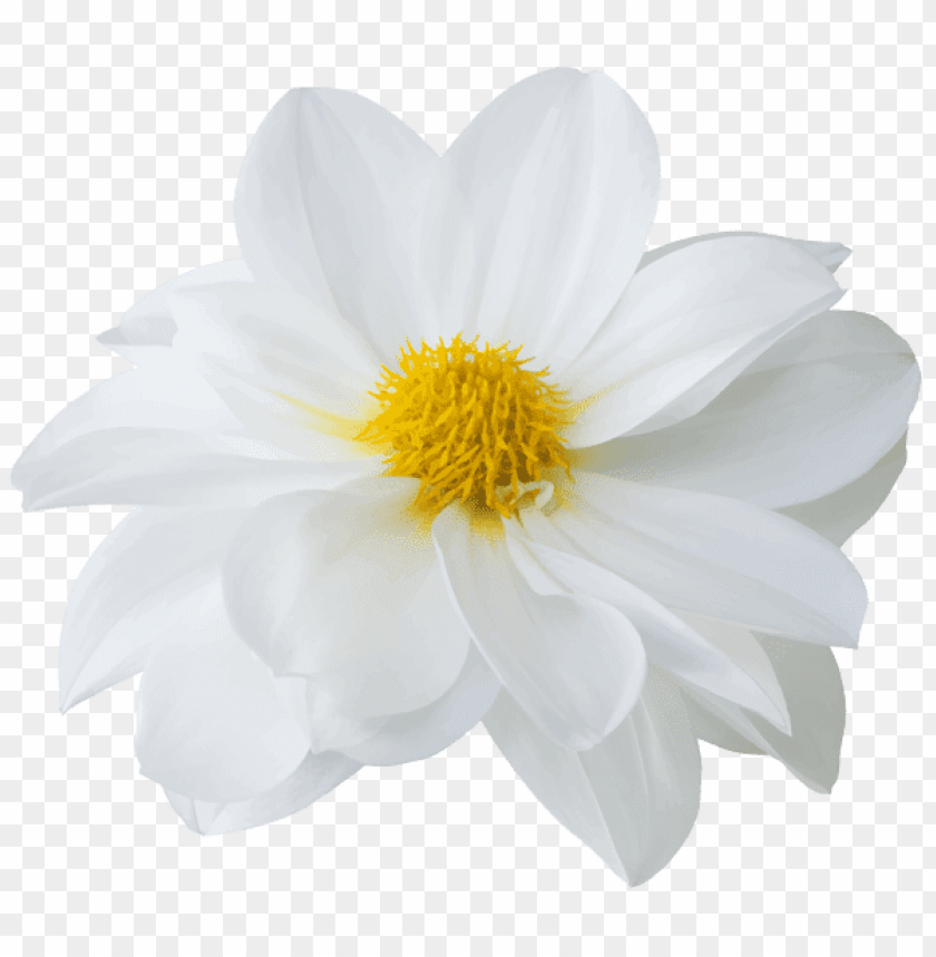 PNG image of beautiful white flower with a clear background - Image ID 45195