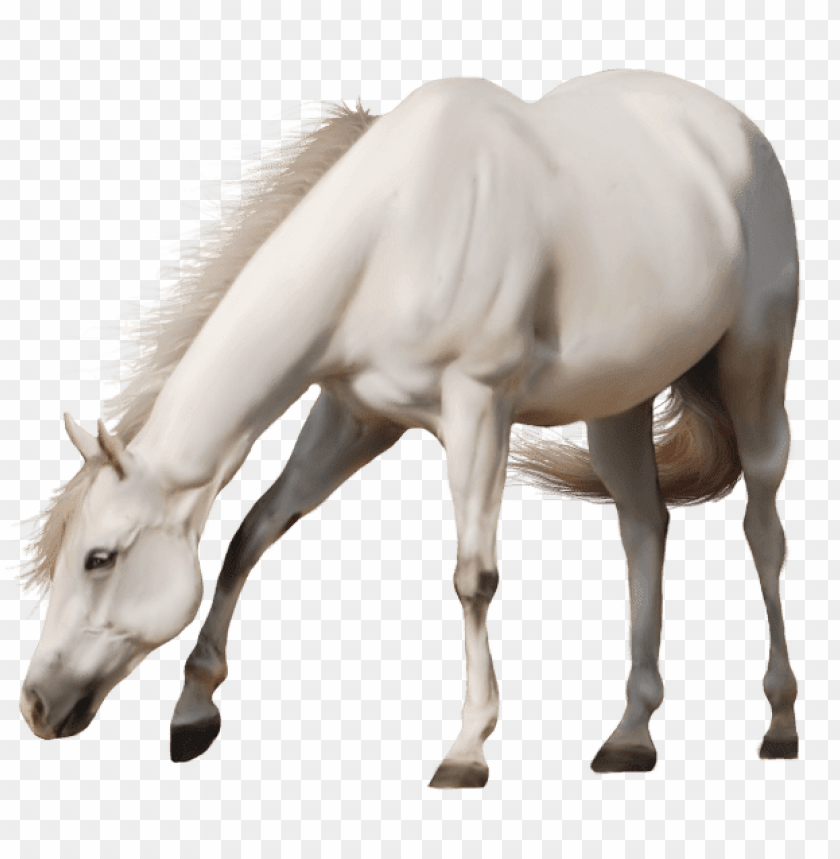 animals, horses, beautiful white horse, 