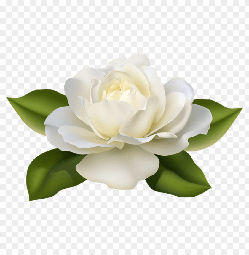 beautiful white rose with leaves