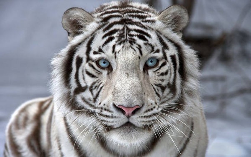 Background White Tiger gambar ke 18
