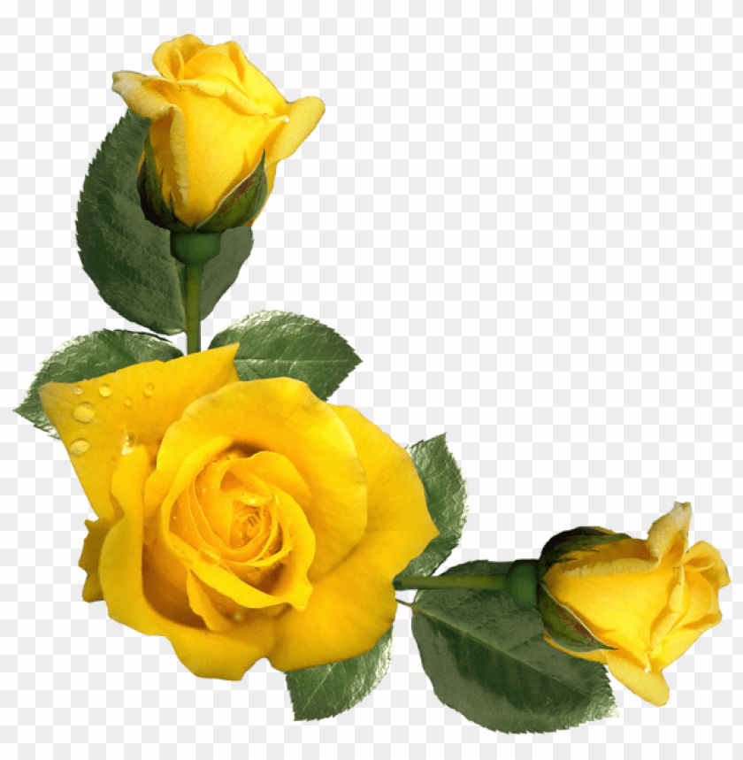 beautiful yellow roses decor