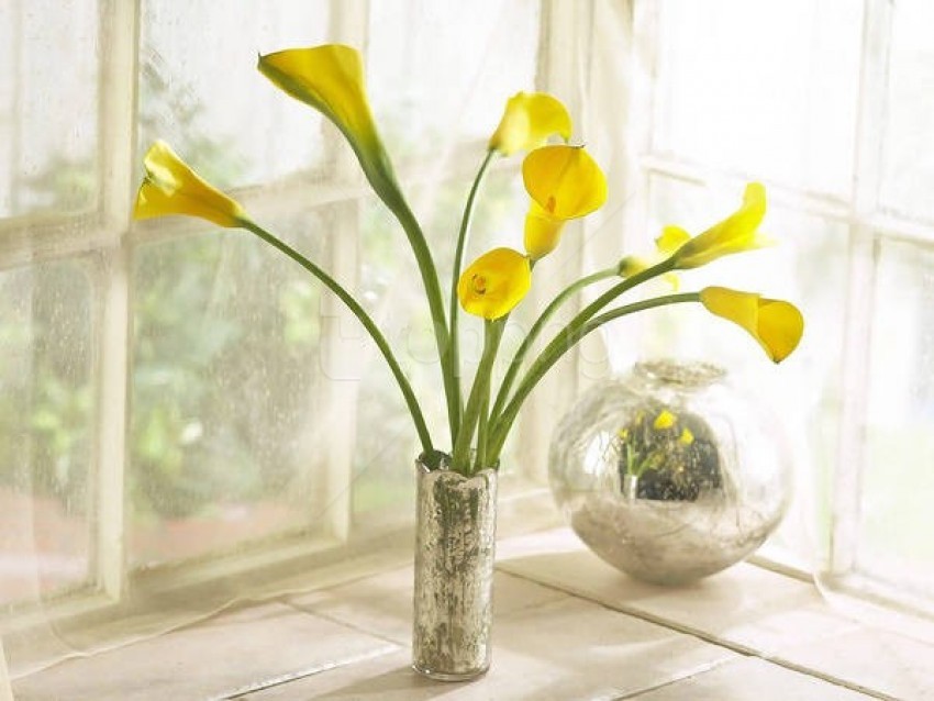 free PNG beautifulwith yellow calla lilies background best stock photos PNG images transparent