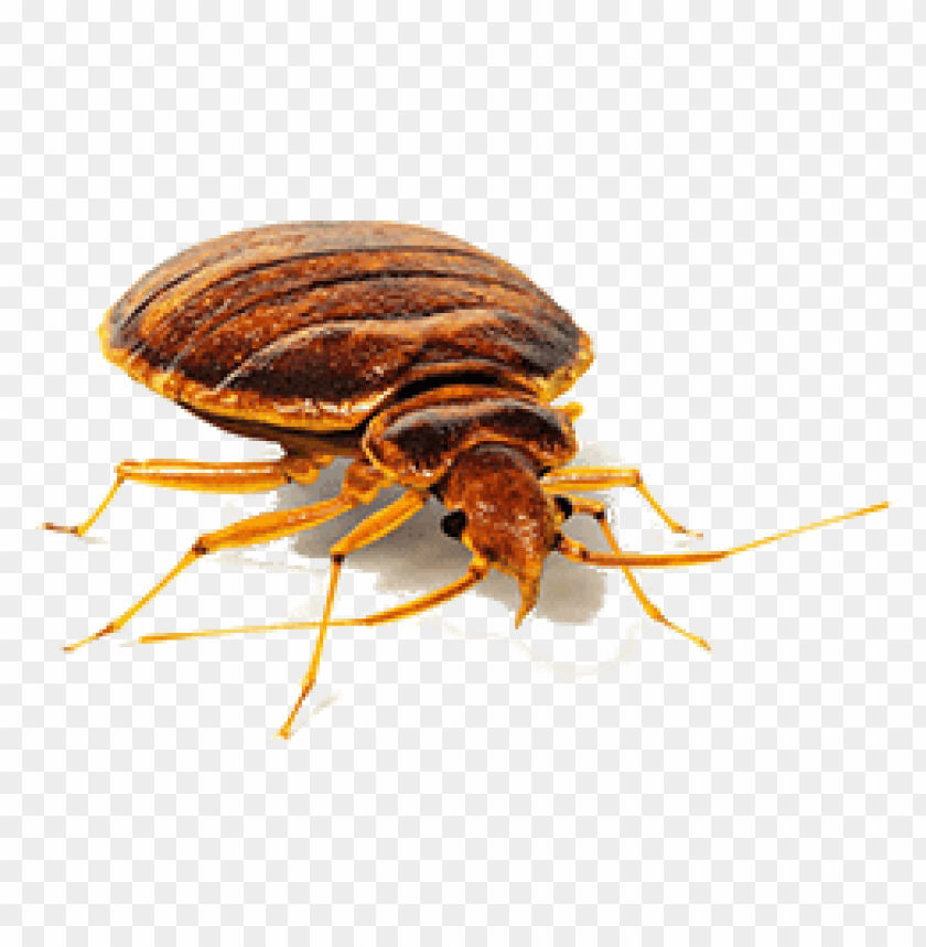 animals, insects, bed bugs, bed bug front view, 