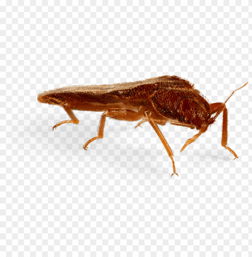 animals, insects, bed bugs, bed bug side view, 