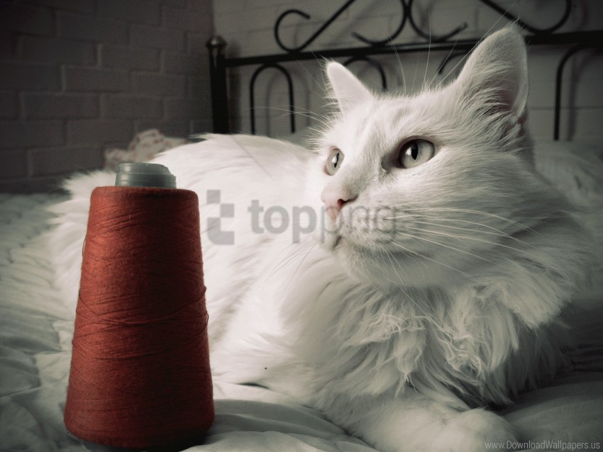 bed cat fluffy opinion thread wallpaper background best stock photos - Image ID 160116