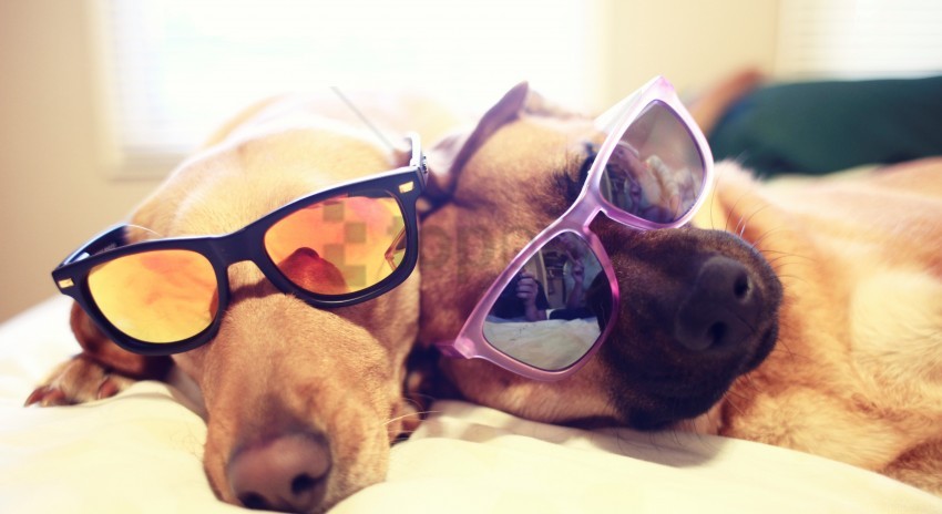 free PNG bed, dogs, dogs, glasses, lie wallpaper background best stock photos PNG images transparent