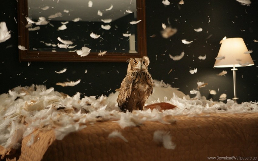 bedding bird feathers owl predator wallpaper background best stock photos - Image ID 148024