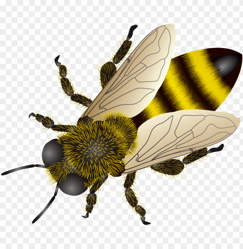 
bee
, 
fry
, 
hornet
, 
humble bee
, 
honeybee
