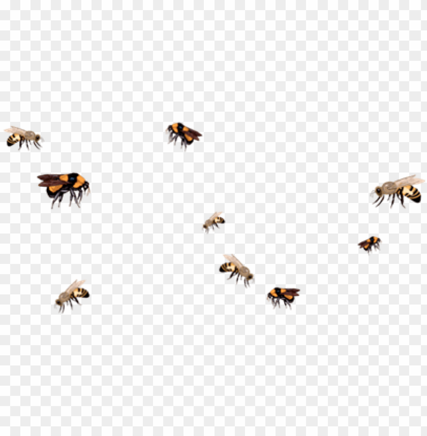 Bee Drawing Aesthetic Bee Png Transparent Png Image With