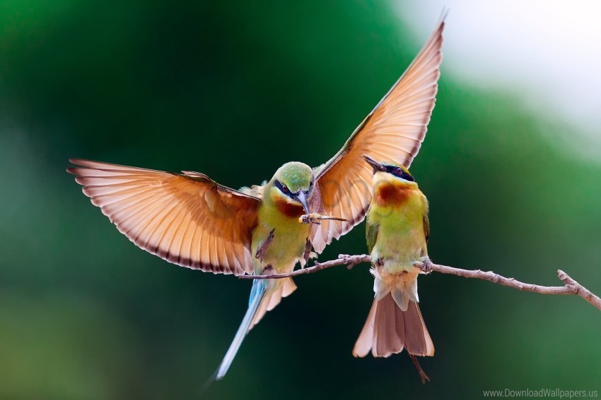 bee-eater, bird, branch, couple wallpaper background best stock photos@toppng.com