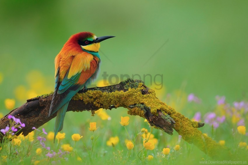 free PNG bee-eater, bird, branch, flower wallpaper background best stock photos PNG images transparent