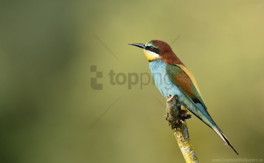 free PNG bee-eater, branch, golden bee-eater, poultry wallpaper background best stock photos PNG images transparent
