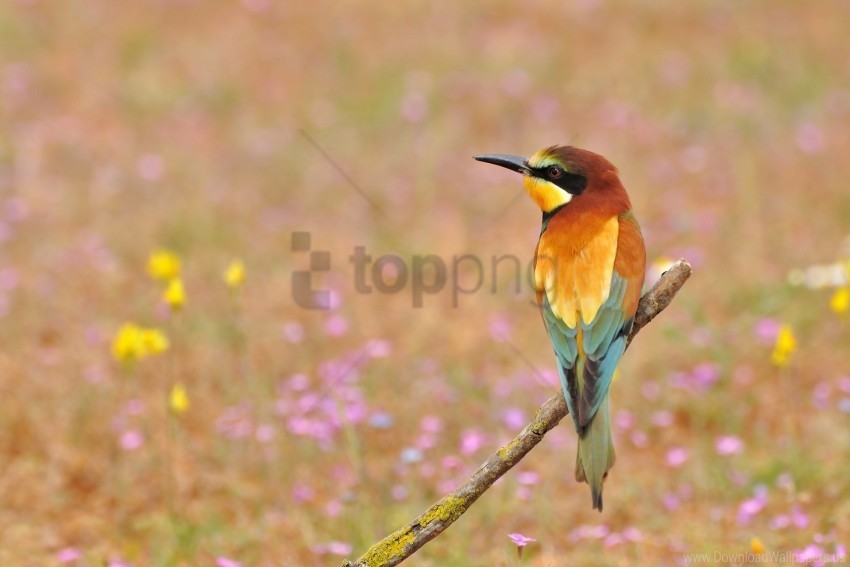 bee-eater, flowers, golden bee-eater, poultry wallpaper background best stock photos@toppng.com