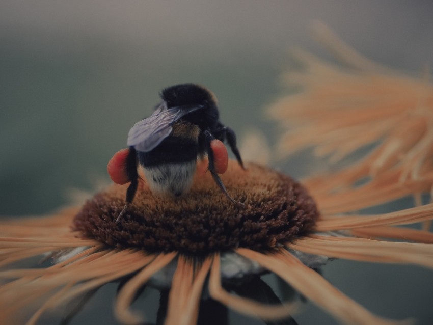 bee, flower, pollination, insect, blur