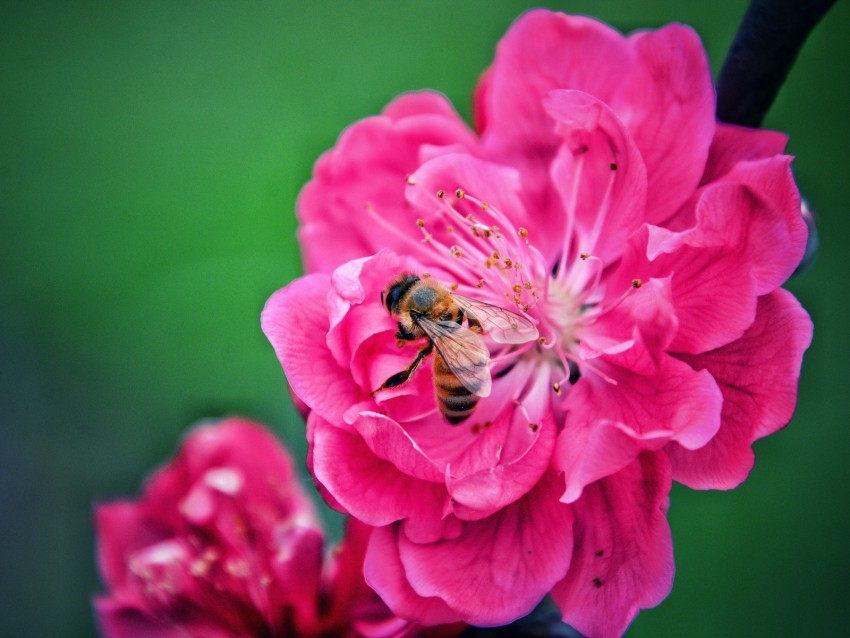 bee, flower, pollination, pink, macro