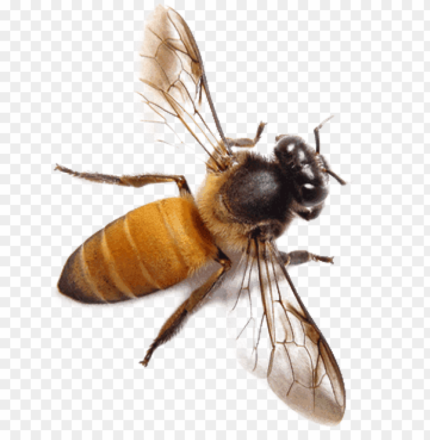 animals, insects, bees, bee from top, 