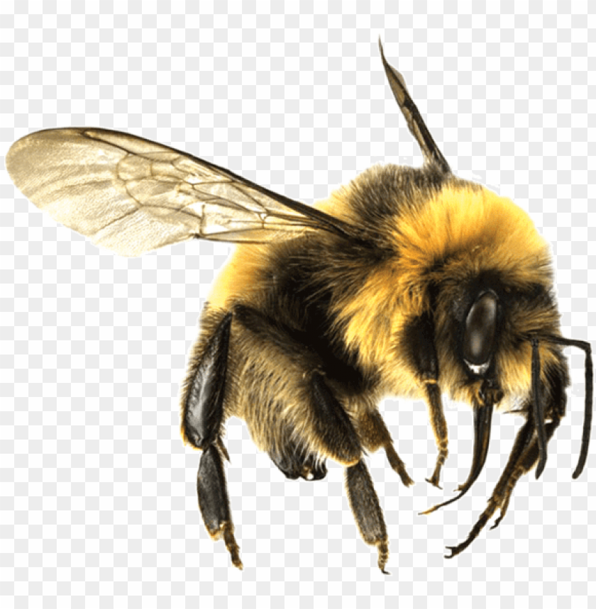 bee png - bumble bee transparent PNG image with transparent background.