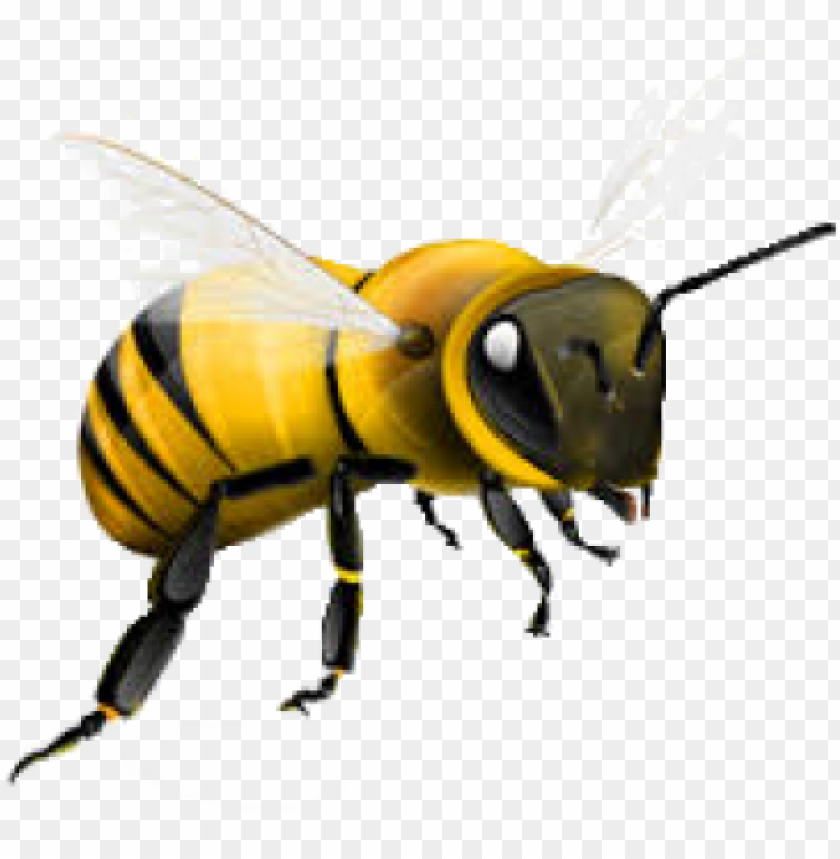 honey, bee, symbol, food, cute, natural, sale