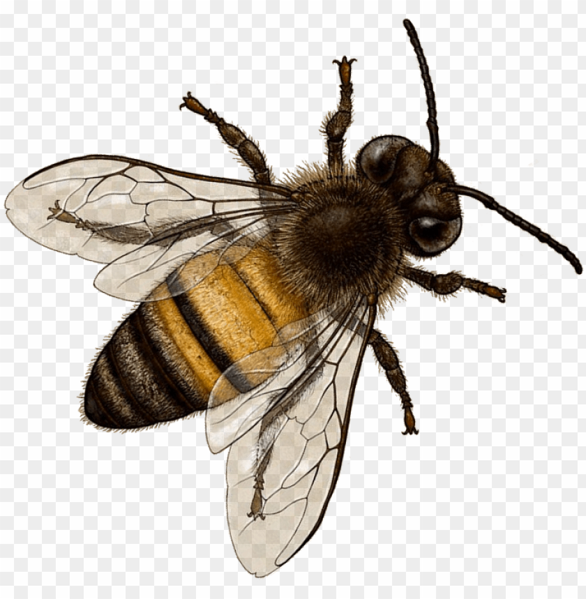 free PNG bee png image with transparent background - bee PNG image with transparent background PNG images transparent