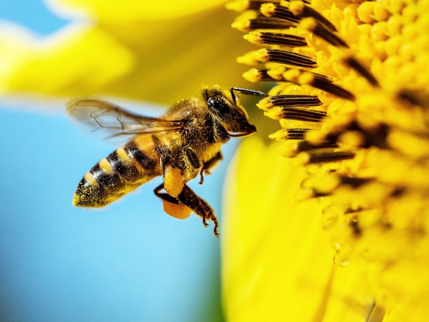 bee, sunflower, macro, flower, pollen