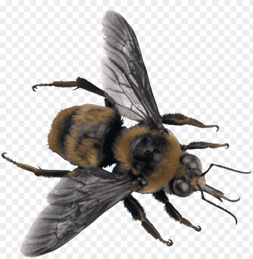animals, insects, bees, bee top, 