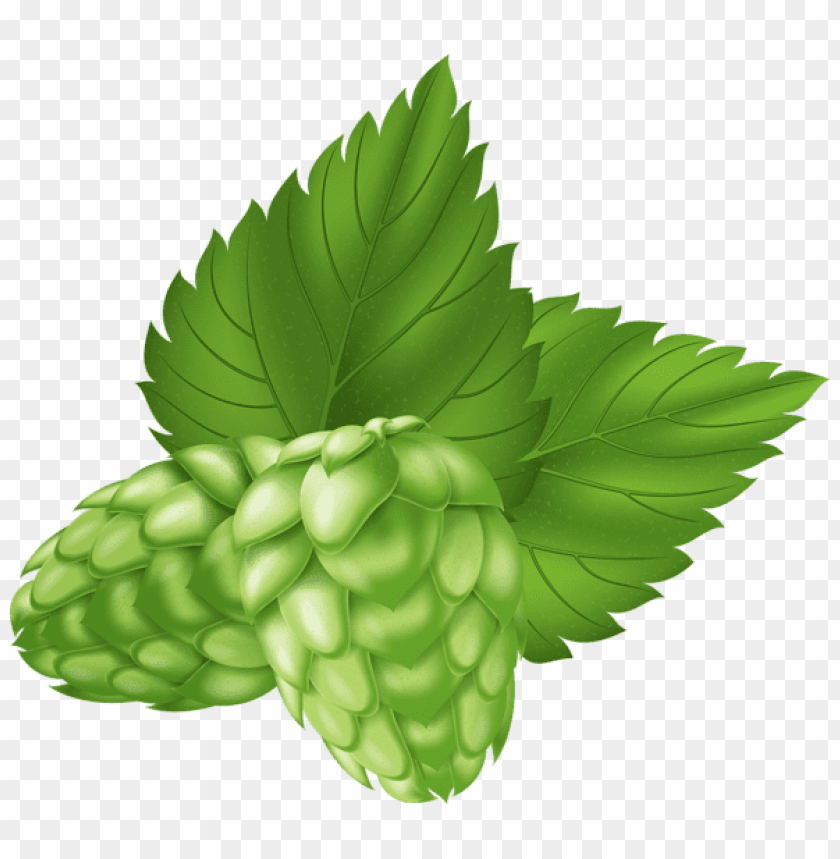 free PNG Download beer hops plant png images background PNG images transparent