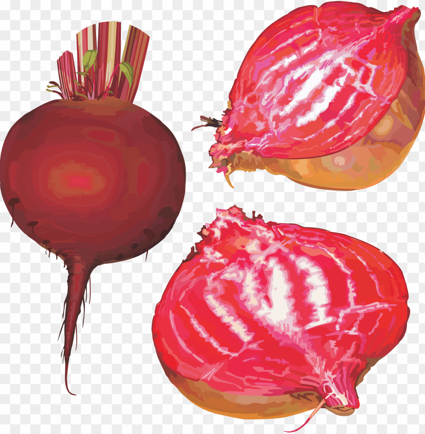 
beet
, 
carrot-shaped root
, 
beetroot
, 
mangelwurzel
, 
food colouring
