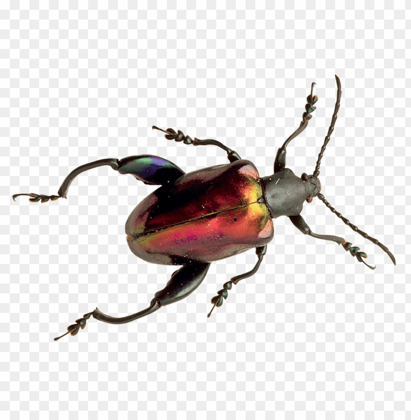free PNG Download beetle png images background PNG images transparent