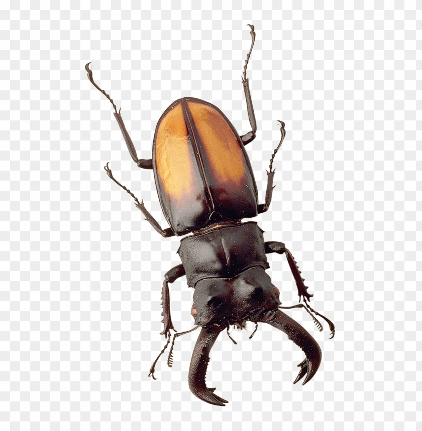 free PNG Download beetle png images background PNG images transparent