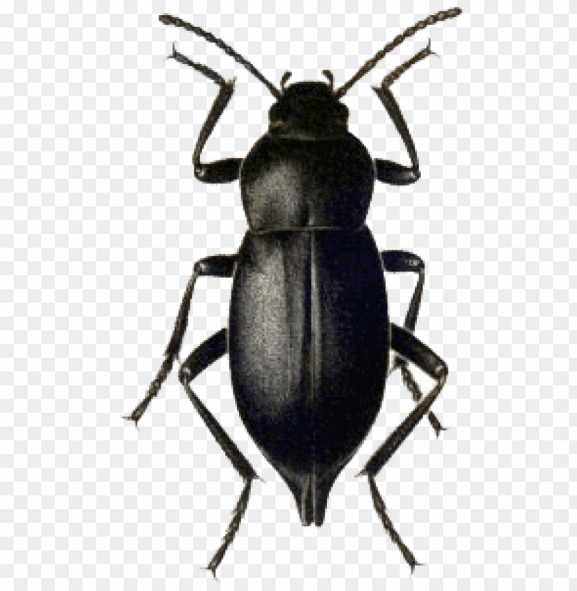 animals, insects, beetles, beetle black, 