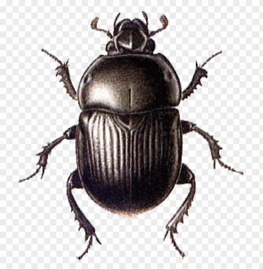 animals, insects, beetles, beetle black large, 