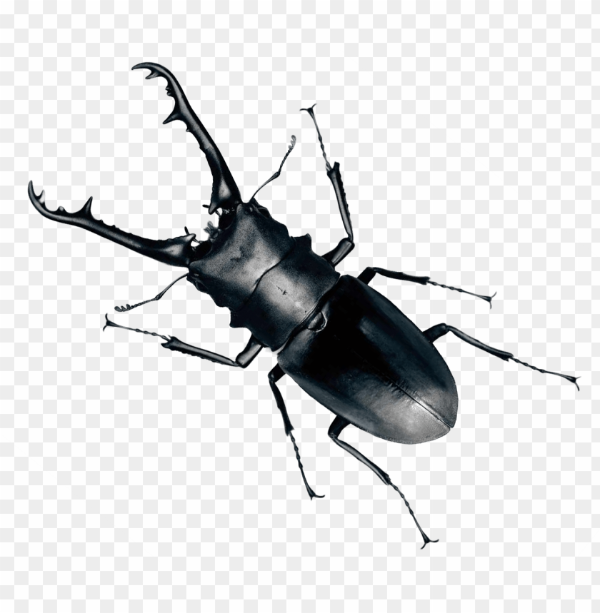 free PNG Download beetle bug png images background PNG images transparent
