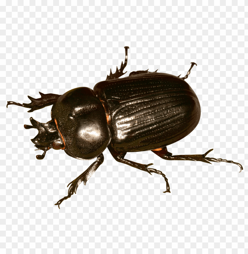 
nature
, 
macro
, 
danger
, 
insect
, 
beetle
, 
bug
, 
pest
