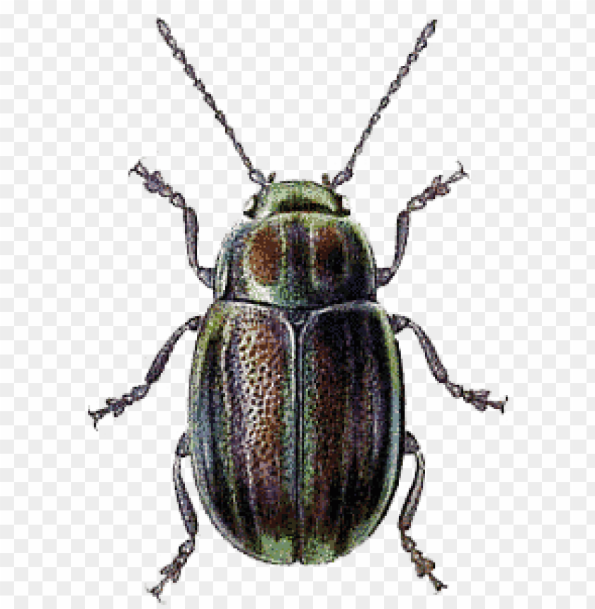 animals, insects, beetles, beetle green brown, 
