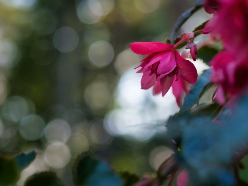 begonia, flower, pink, macro, closeup
