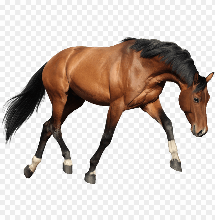 Cavalo costas Png - Baixar Imagens em PNG