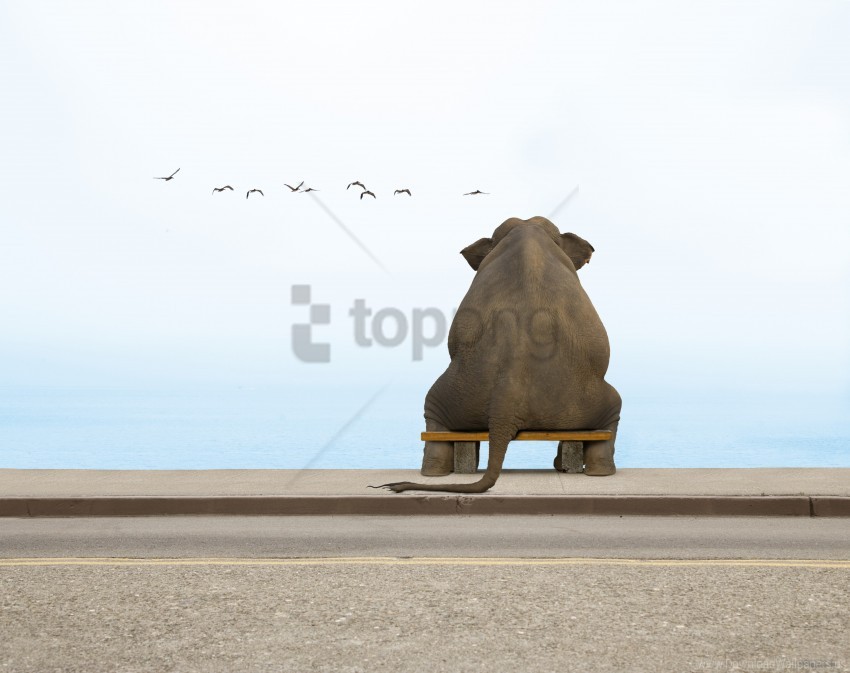 bench elephant seagulls wallpaper background best stock photos - Image ID 162142