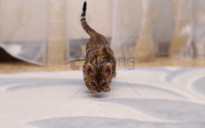bengal cat, cat, spotted wallpaper background best stock photos@toppng.com