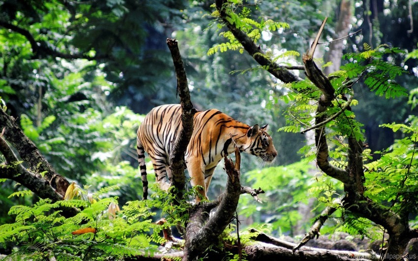 bengal, jungle, tiger wallpaper background best stock photos | TOPpng