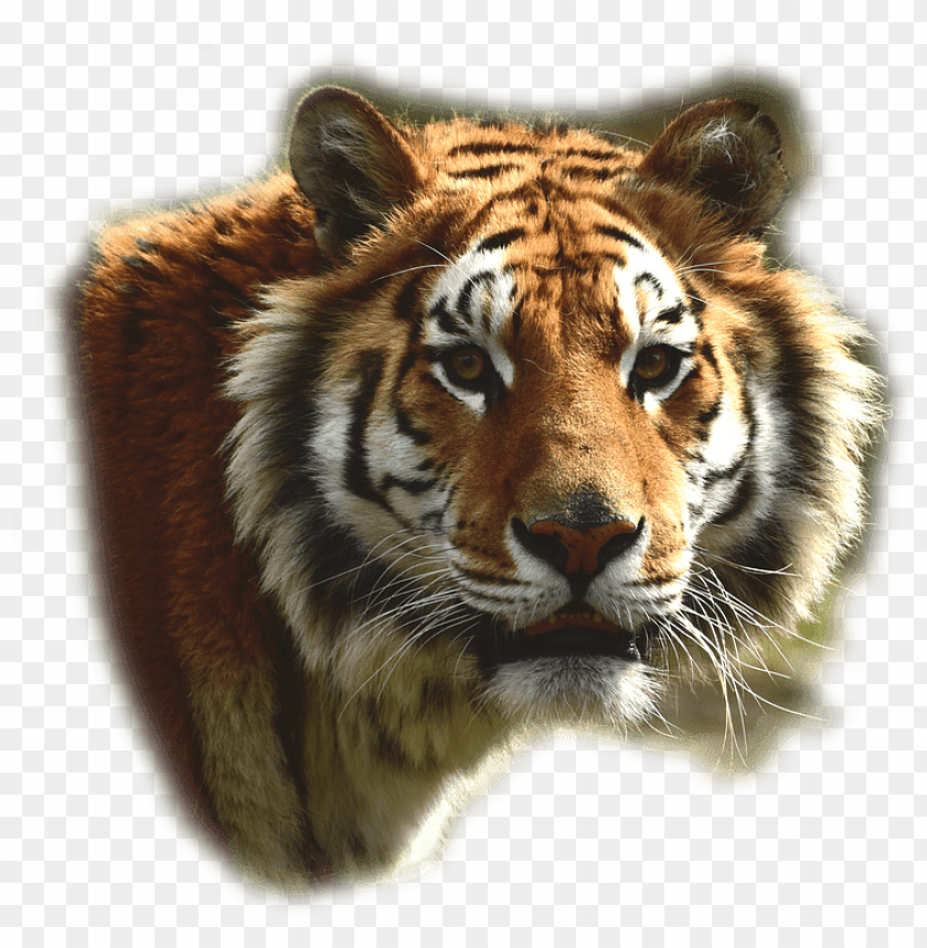 animals, tigers, bengal tiger, 
