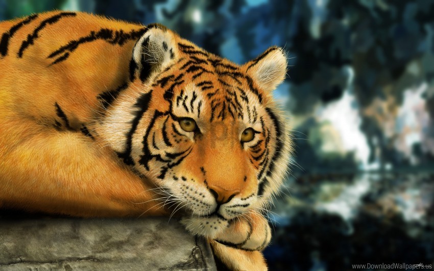 Bengal Tiger HD Wallpaper  Wallpapersnet