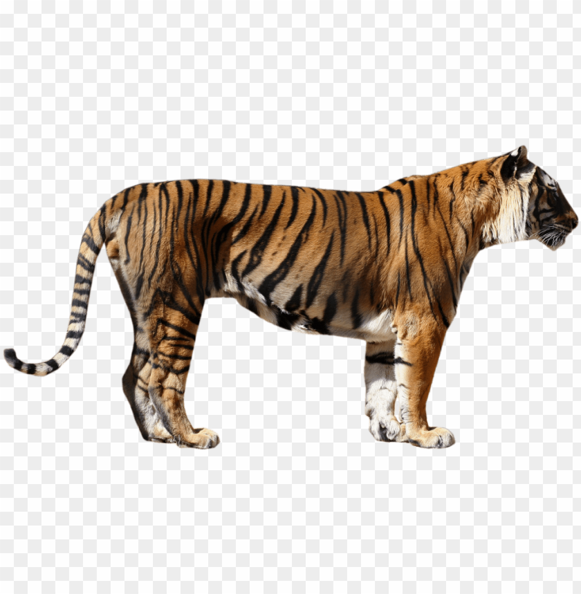 Download bengal tiger png photos - transparent tiger png - Free PNG Images  | TOPpng